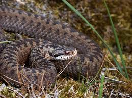 Attēlu rezultāti vaicājumam “Vipera berus”