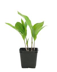 Attēlu rezultāti vaicājumam “Convallaria majalis”