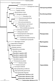 Attēlu rezultāti vaicājumam “Cystocoleus ebeneus”