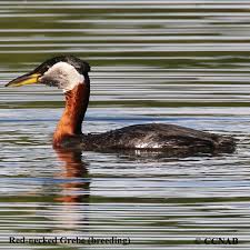 Attēlu rezultāti vaicājumam “Podiceps grisegena adult”