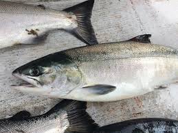 Image result for Oncorhynchus keta