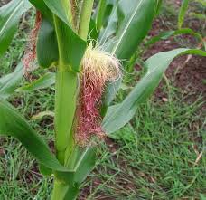 Attēlu rezultāti vaicājumam “Zea mays female flower”