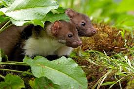 Attēlu rezultāti vaicājumam “Martes foina”