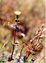 Attēlu rezultāti vaicājumam “Sonchus oleraceus bud”