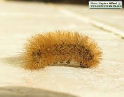 Attēlu rezultāti vaicājumam “Phragmatobia fuliginosa larva”