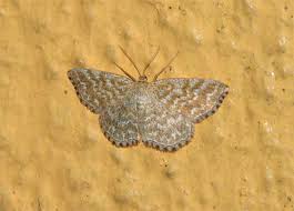 Attēlu rezultāti vaicājumam “Scopula immorata”