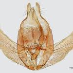 Attēlu rezultāti vaicājumam “Roeslerstammia erxlebella”