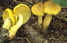 Attēlu rezultāti vaicājumam “Tricholoma flavovirens”