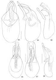 Attēlu rezultāti vaicājumam “Scaphisoma sp.”