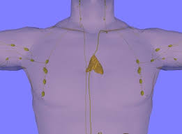 Image result for Thymus