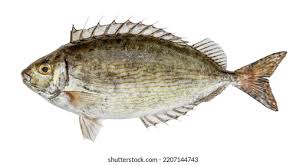 Image result for Siganus rivulatus