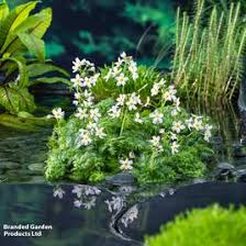 Attēlu rezultāti vaicājumam “Hottonia palustris leaf”