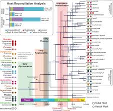 Attēlu rezultāti vaicājumam “Pucciniales”