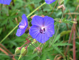 Attēlu rezultāti vaicājumam “Geranium pratense bud”
