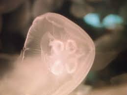 Attēlu rezultāti vaicājumam “Aurelia aurita”