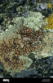 Attēlu rezultāti vaicājumam “Lecanora muralis”