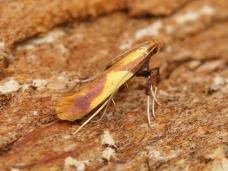 Attēlu rezultāti vaicājumam “Caloptilia alchimiella”