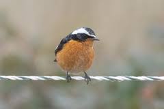 Image result for Phoenicurus moussieri