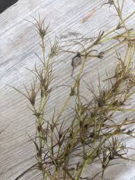 Attēlu rezultāti vaicājumam “Najas flexilis leaf”