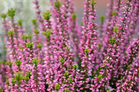 Attēlu rezultāti vaicājumam “Calluna vulgaris flower”