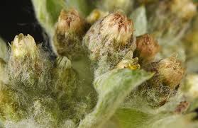 Attēlu rezultāti vaicājumam “Gnaphalium sylvaticum bud”