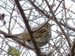 Attēlu rezultāti vaicājumam “Turdus philomelos adult”