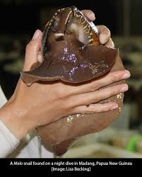 Attēlu rezultāti vaicājumam “Meloe sp. imago”