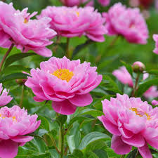 Image result for Pfingstrose