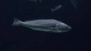 Image result for Argyrosomus regius