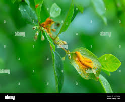 Attēlu rezultāti vaicājumam “Puccinia coronata”