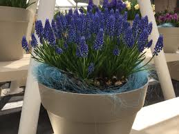 Attēlu rezultāti vaicājumam “Muscari armeniacum flower”