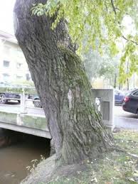 Attēlu rezultāti vaicājumam “Populus laurifolia”