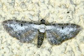 Attēlu rezultāti vaicājumam “Eupithecia succenturiata”