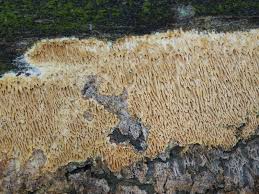 Attēlu rezultāti vaicājumam “Ceriporiopsis aneirina”