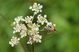 Attēlu rezultāti vaicājumam “Oedemera femorata”