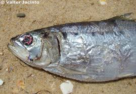 Image result for Alosa fallax