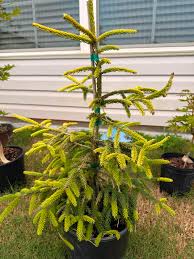 Attēlu rezultāti vaicājumam “Picea orientalis”