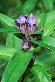 Attēlu rezultāti vaicājumam “Gentiana cruciata flower”
