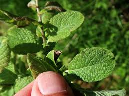 Attēlu rezultāti vaicājumam “Salix aurita leaf”