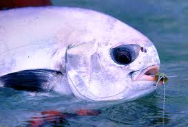 Image result for Trachinotus falcatus