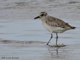 Attēlu rezultāti vaicājumam “Pluvialis squatarola”