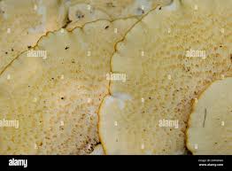 Attēlu rezultāti vaicājumam “Polyporus melanopus”