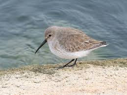 Attēlu rezultāti vaicājumam “Calidris alpina”