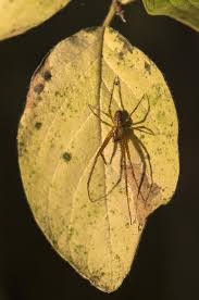 Attēlu rezultāti vaicājumam “Metellina segmentata”