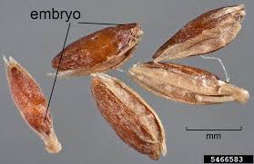 Attēlu rezultāti vaicājumam “Poa pratensis”
