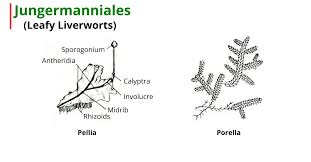 Attēlu rezultāti vaicājumam “Jungermannia leiantha sporophyte”