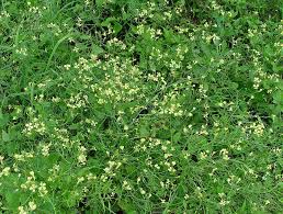 Attēlu rezultāti vaicājumam “Raphanus raphanistrum flower”