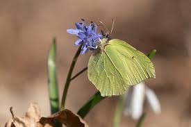 Attēlu rezultāti vaicājumam “Gonepteryx rhamni female”