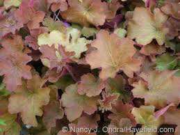 Image result for Heuchera Metallica