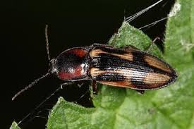 Attēlu rezultāti vaicājumam “Selatosomus cruciatus”